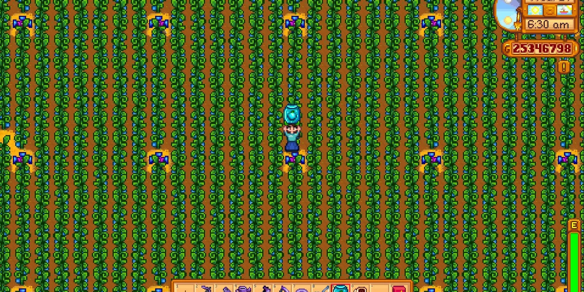 Một nông trại Cổ Quả được quy hoạch cực kỳ hiệu quả trong Stardew Valley