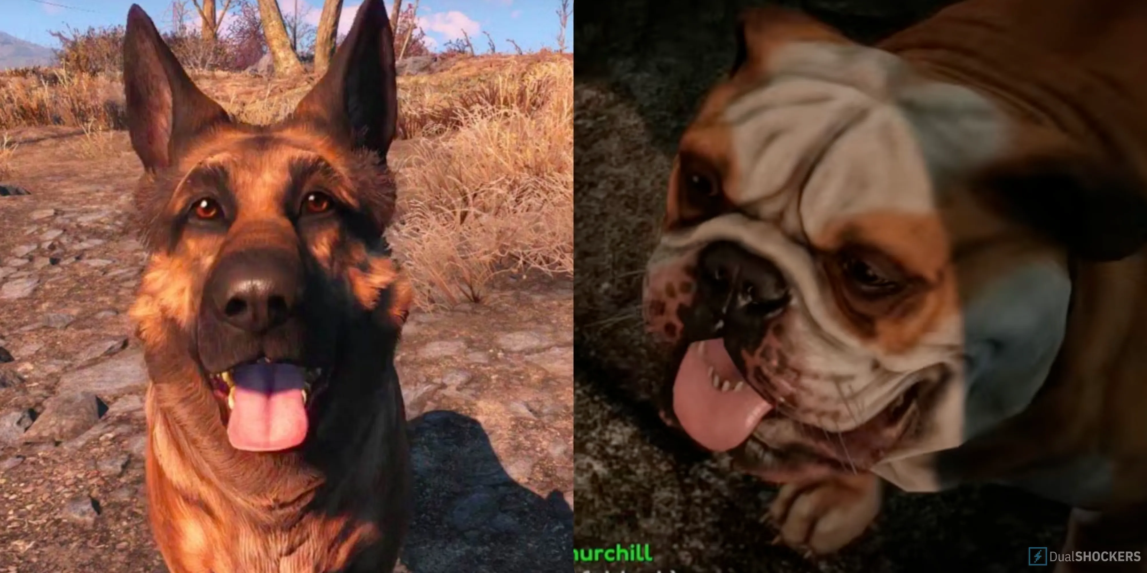 Dogmeat trong Fallout 4 đối đầu với Churchill, chú chó đồng hành mới trong mod Fallout London