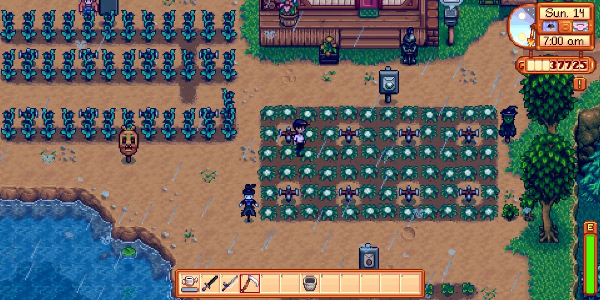 Người chơi làm nông trên cánh đồng dưới mưa trong Stardew Valley
