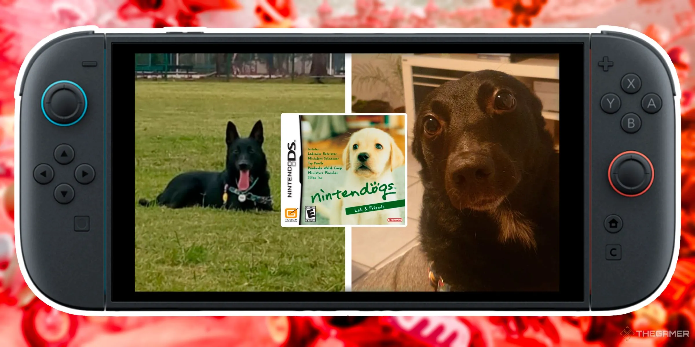 Hai bức ảnh một chú chó đen, với bản game Nintendogs dành cho DS ở giữa, hiển thị bên trong màn hình Nintendo Switch 2.